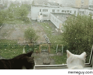 Even cats get more romantic during the Holidays