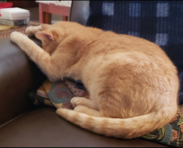Even my cat has had enough of this year