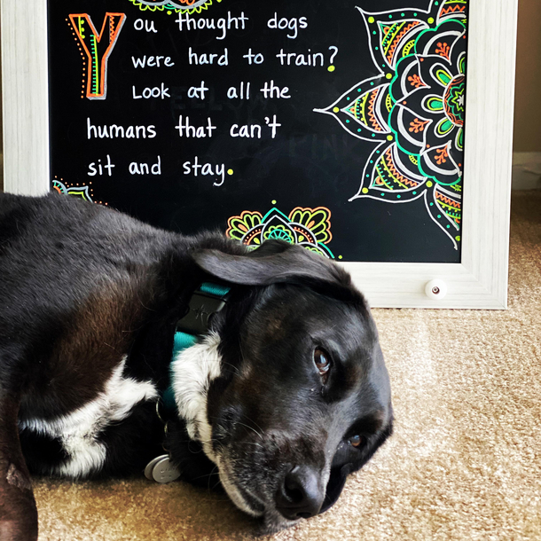 Even my dog gets it and shes judging you