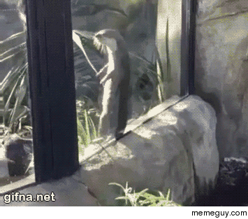 Even Otters twerk