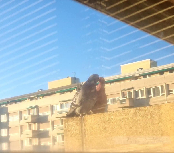 Even pigeons flex on me in the morning
