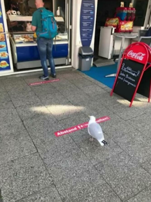 Even seagulls are social distancing