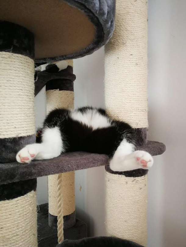 Even the cat got enough of this heat