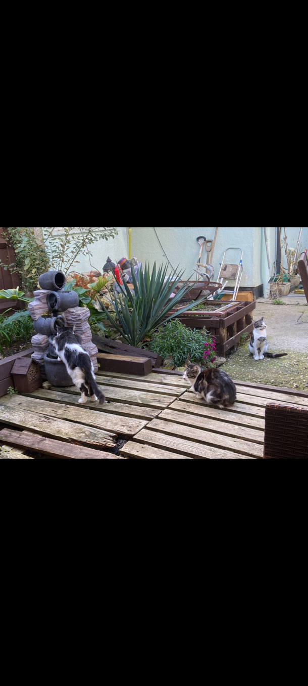 Even the cats queue up in England