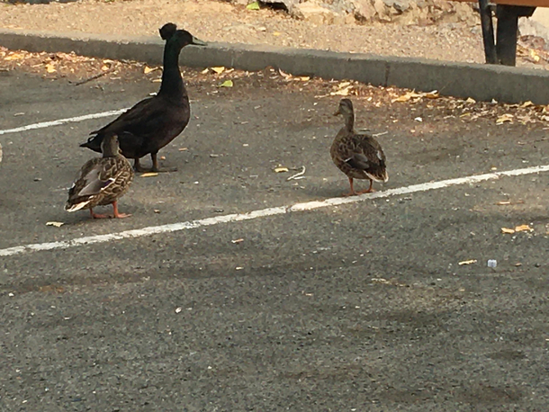 Even the ducks have man buns now days