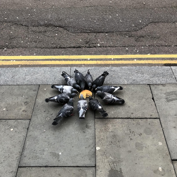 Even the Pigeons in London stop for Tea Time   