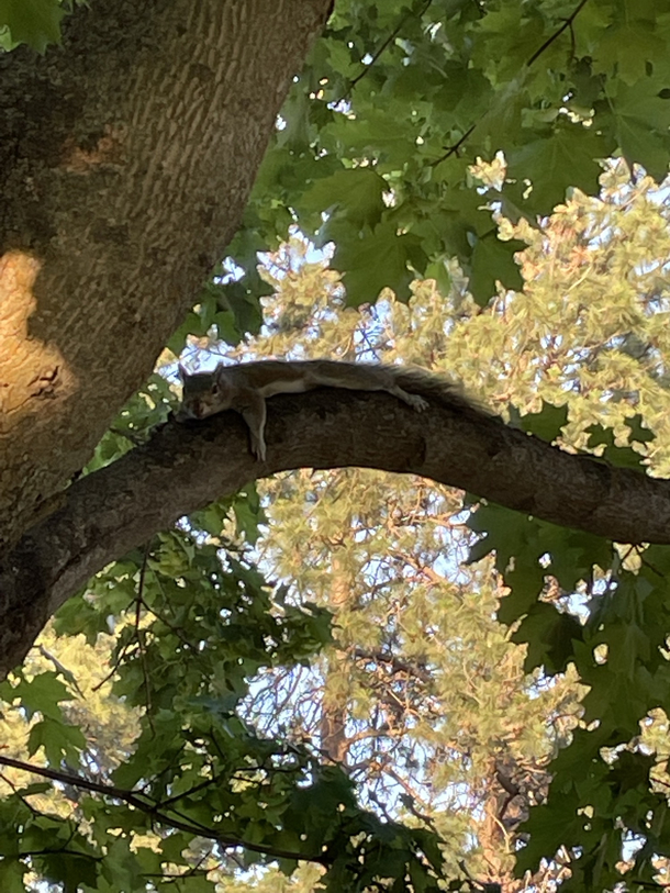 Even the squirrels are saying fuck this to the heat in the PNW