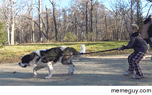 Eventually with age he will learn to heel better until then he must be dragged from tree to tree