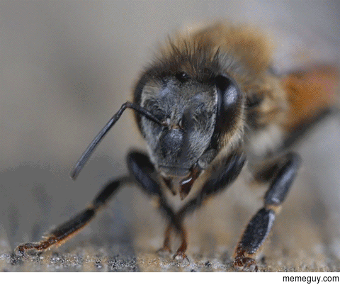Ever seen a Bees tongue