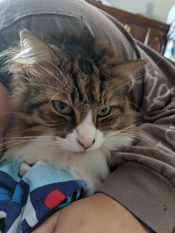 Ever seen a cat contemplating murder
