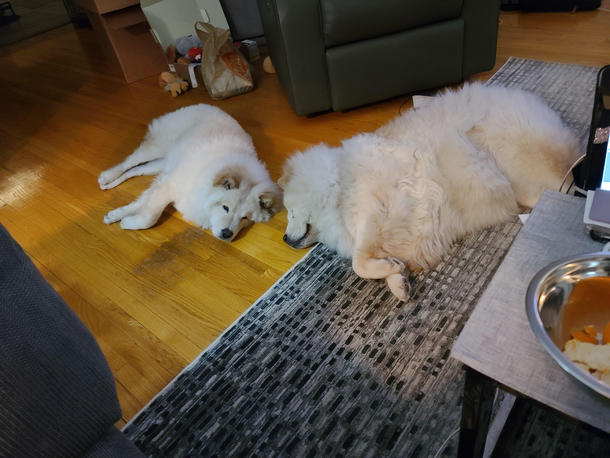 Ever seen a cloned dog Lexi is  and Miss Chow is  months