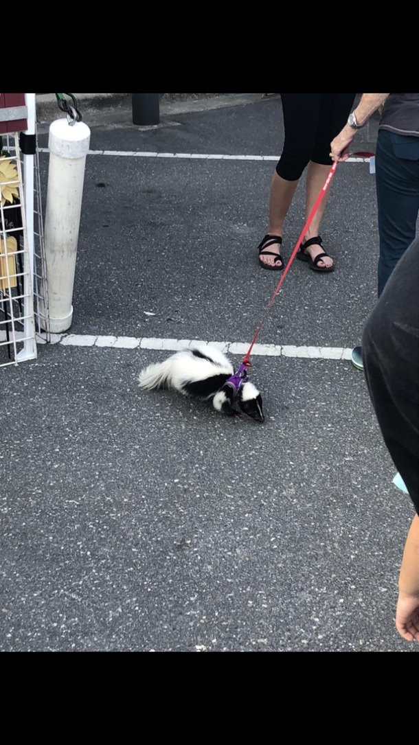 Ever seen a skunk on a leash Now you have