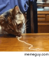 Ever wanted to see a cat eat a noodle