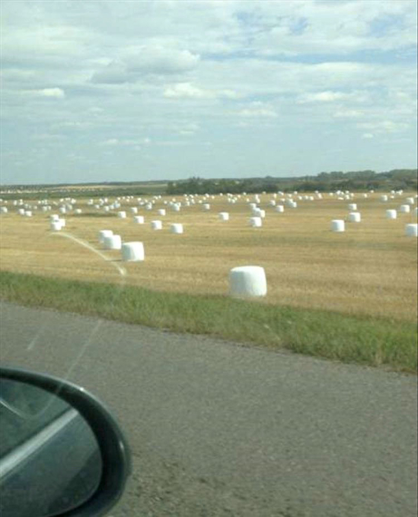 Ever wonder how they grow marshmallows