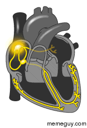 Ever wonder what the cardiac cycle looks like