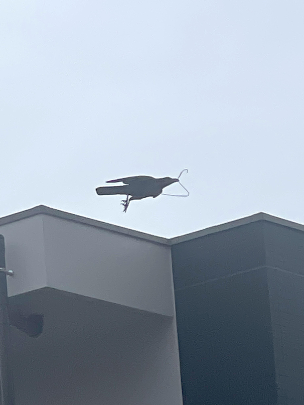 Ever wondered what the opposite of a stork was