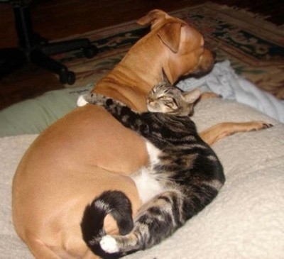 Every cat should own a dog