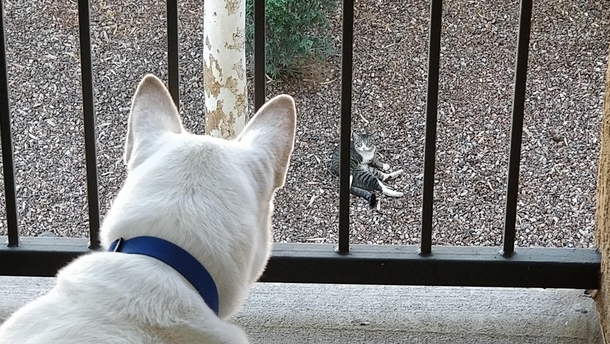 Every day now for the last  months this cat shows up in the morning to stare at my dog He just lays there and does the same