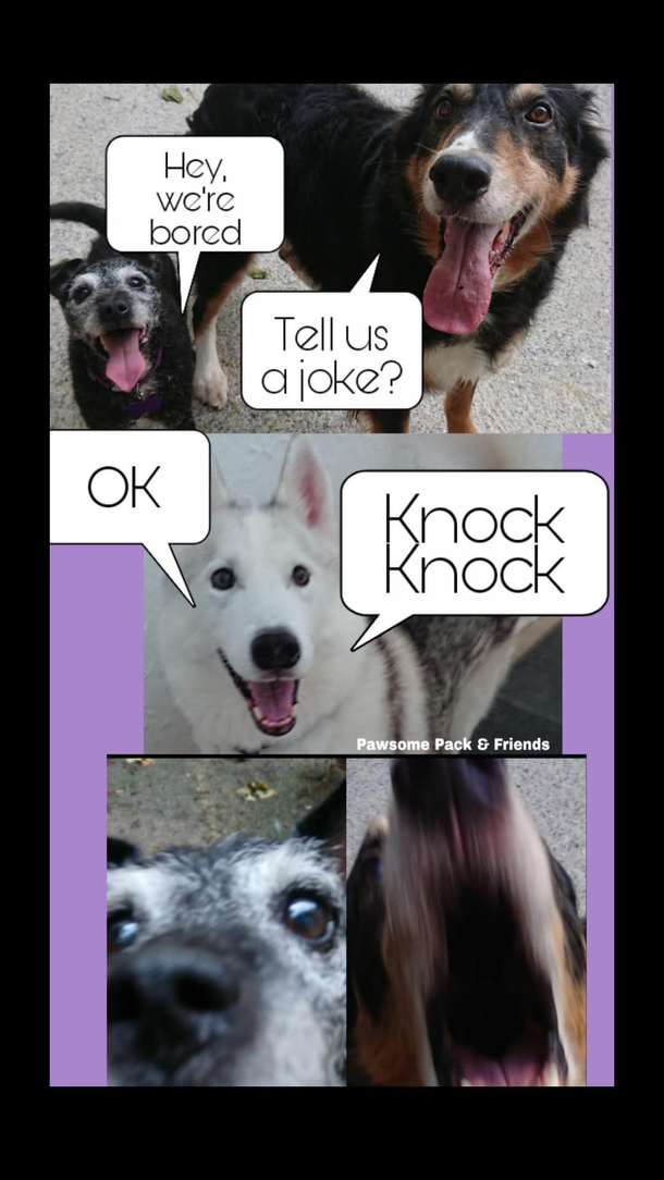 Every dog ever