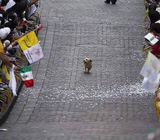 Every dog has his day