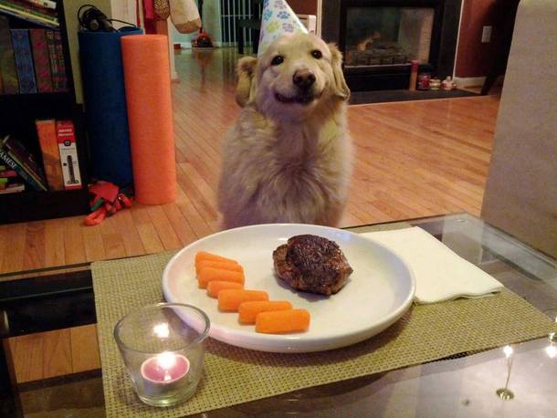 Every dog should be treated like this on its birthday