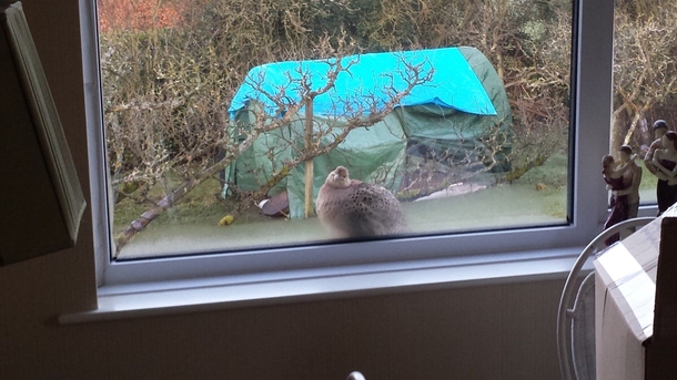 Every morning without fail this fat ass sits on the window sill and waits to be fed