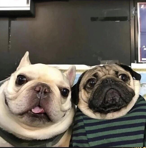 Every old couple on Zoom for the first time
