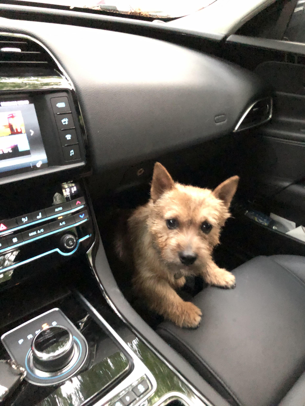 Every time I forget to explicitly tell him we are NOT going to vet I get this worried look