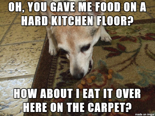 Every time I give my dog a treat