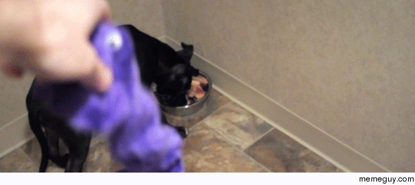 Every time my dog gets a new toy