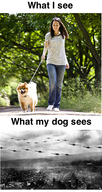 Every time someone walks their dog past my yard