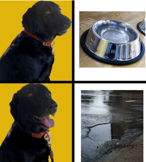 Every time we go for a walk