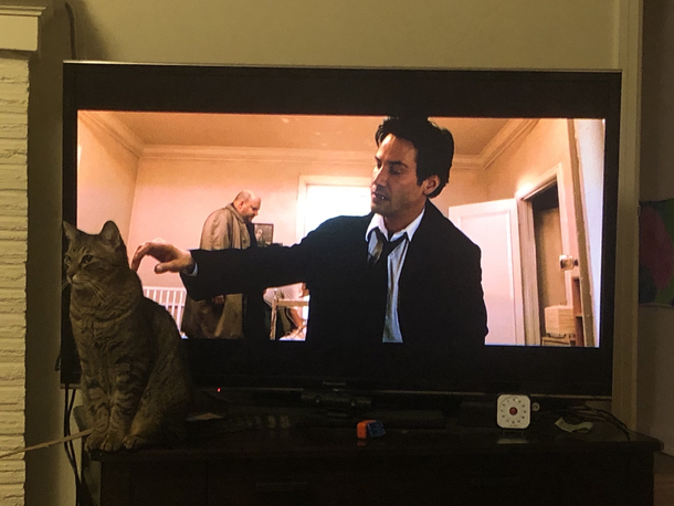 Everyone knows that Keanu loves cats