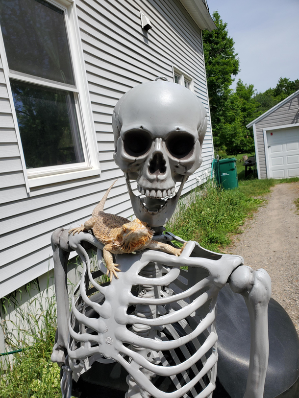 everyone say hello to Indy Indiana Bones