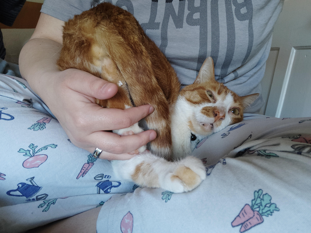 Everyone seems to have photogenic cats and mines just here like