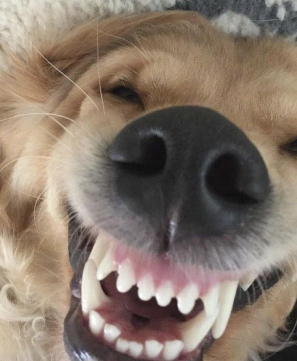 Everyone should be as happy as this dog