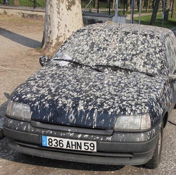 Everyones car after the lockdown