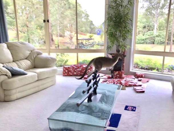 Everything you have heard about Australia is true Including kangaroos around the Christmas Tree