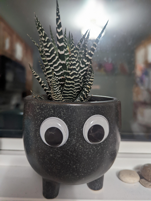 Everythings better with googly eyes - part 