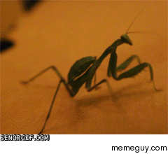 Everytime I see someone put LOL I see this gif in my head