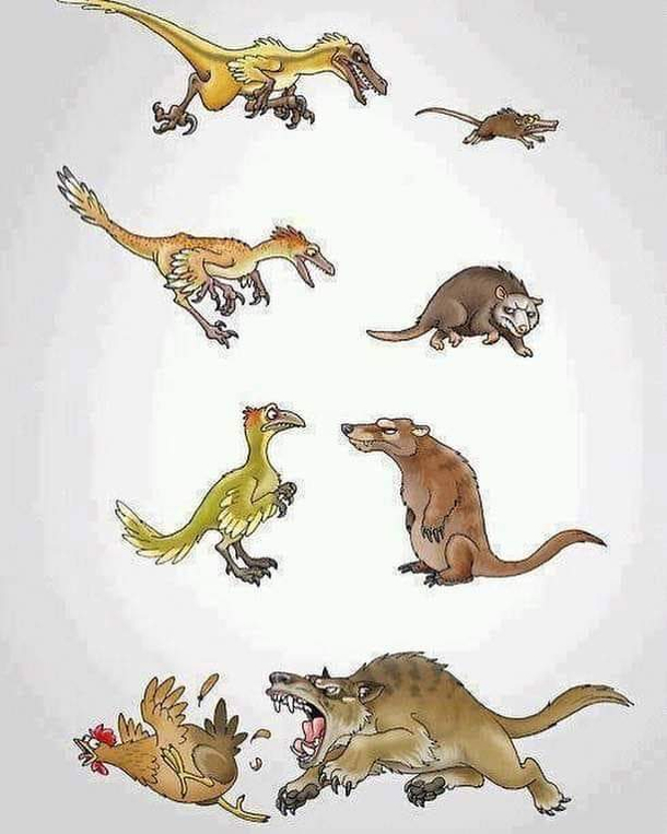 evolution karma
