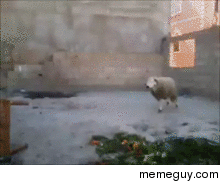 Ewe gotta be kidding me