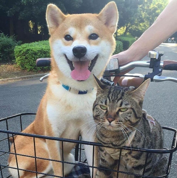 Exact difference bw Dogs and Cats