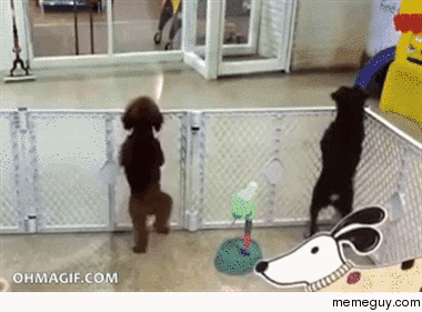 Excited dog