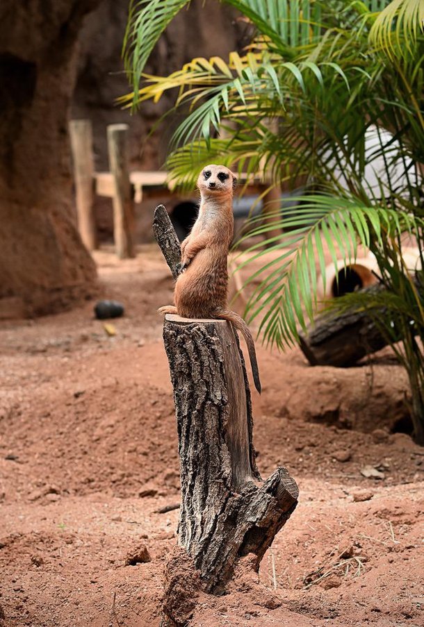 Excited Meerkat