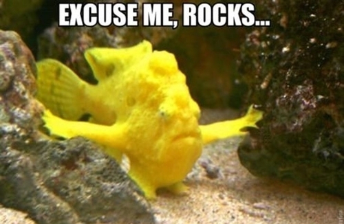 Excuse Me Rocks