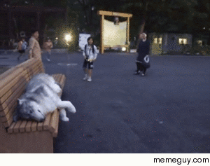 exhausted wolf taking a break