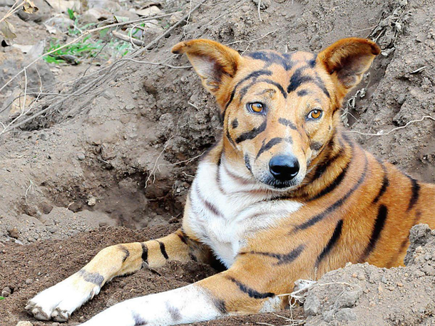 Exotic tiger for sale if you hear it bark dont worry its bilingual