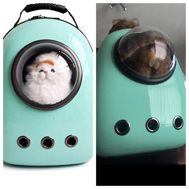 Expectation vs reality - cat edition