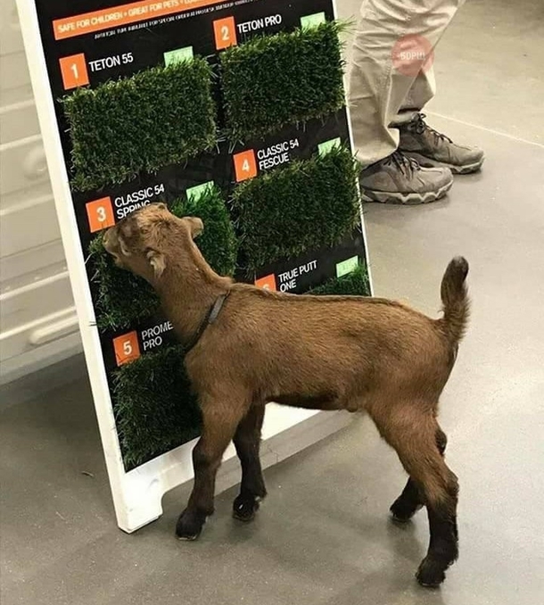 Expert at a quality test